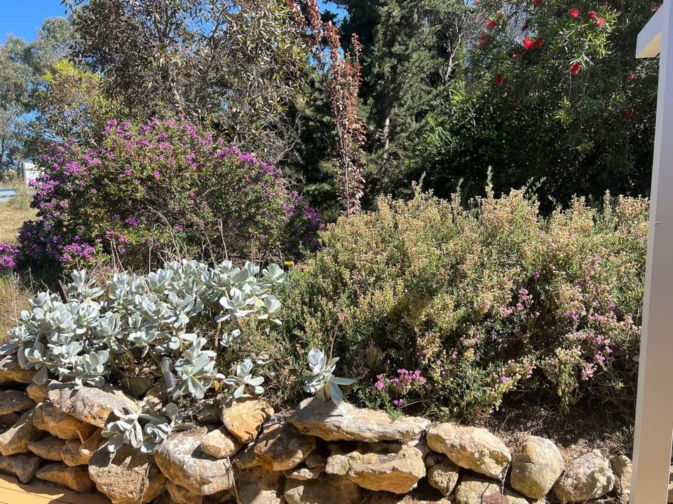 Native garden beds by the house